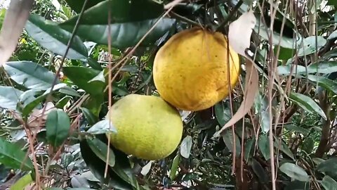 Our Pomelo tree in fruit 18/06/2020