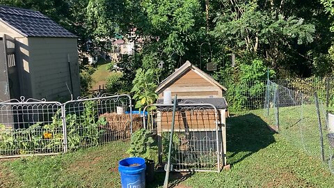 Sounds of morning in the garden.