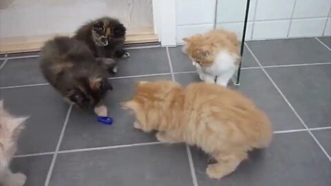 Kittens confused by a microrobot