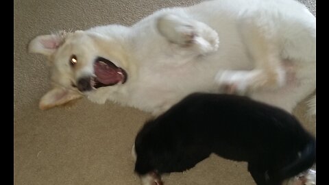 Great Pyrenees with Baby Sister