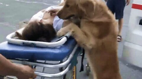 Loyal Golden Retriever Refuses To Leave Owner And Rides Ambulance