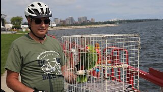 New Berlin 'bird guy' puts new parrot on his bike after famous Barney the Biking Bird died