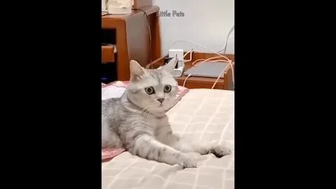 cat cute video//animals funny video//animals shorts video 2022😺