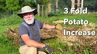 Harvesting Gold - Potatoes