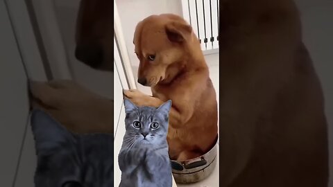 Cute Animal Funny Video #shorts #comedyviral #dog #cats