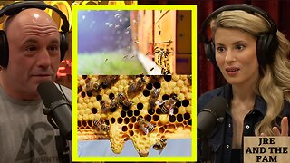 Joe Rogan: Bee's Go Extinct So Will EVERYTHING On The Planet!! & Are Cell Phones BAD With Bee's?!