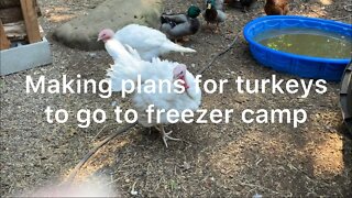 Making plans for the turkeys to go to freezer camp
