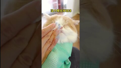 Immersive face cat wash