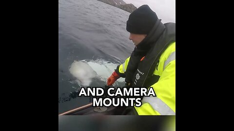 A Beluga whale that is alleged to have spied for russia.