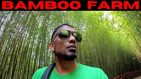 Bamboo Farm in Baguio