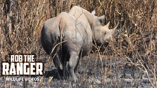 Black Rhinos | Maasai Mara Safari | Zebra Plains