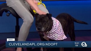 Cleveland APL Pet of the Weekend: A spunky senior named Barb
