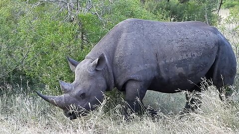 Black rhino walk