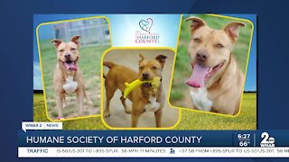 Drako the dog is up for adoption at the Humane Society of Harford County