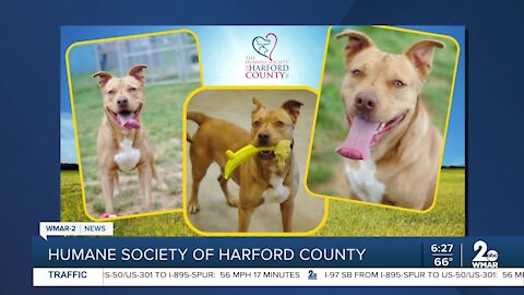 Drako the dog is up for adoption at the Humane Society of Harford County
