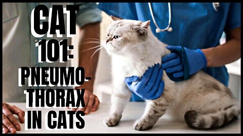 Cat 101: Pneumothorax in Cats