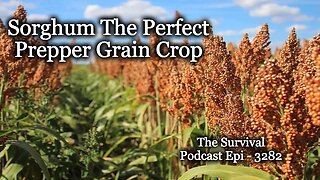 Sorghum the Perfect Prepper Grain - Epi-3282