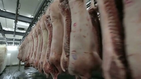 Dolly shot. Pork body hanging in the freezer. Meat Factory. Meat processing in food industry
