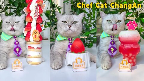 Chef Cat's Super Long Food Collection Makes You Satisfying！