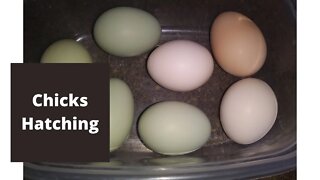 Hatching Chicks - Time Lapse