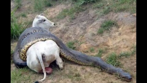 giant anaconda swallowed an ox