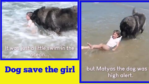 Dog save his best friend | in the ocean sea | #dog #funn #funny #Entertainment