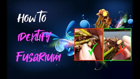 IDENTIFY FUSARIUM | Dark rhizome vs Purple ring | Orchid Care for Beginners | Voice Over to 08:30