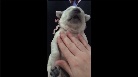 How to put a newborn puppy to sleep