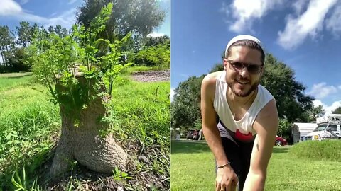 Summer Moringa Harvesting