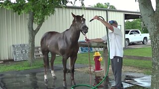 Giving A New Horse A Bath - Evaluating Fear or Bad Lessons To See Where The Horse Needs Help