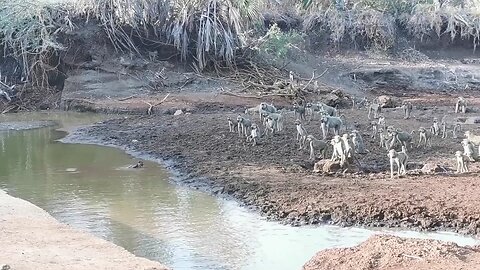 Crocodile Hunting Moneky When Monkey Tried to Drink Water