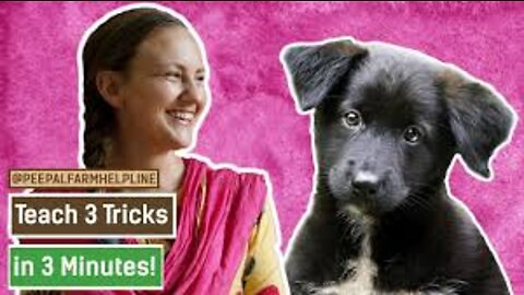 Teach 3 tricks in 3 minutes! (Eng with captions) -- Dog Training