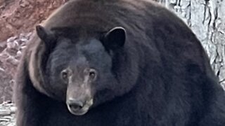 500-Pound Black Bear 'Hank The Tank' Breaks Into Dozens Of Homes