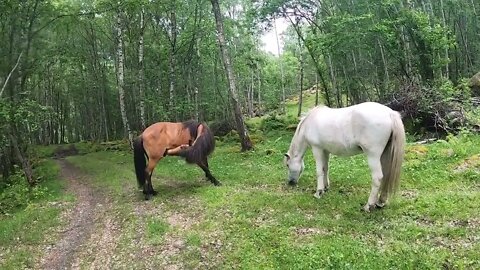 Össa og birk ( Icelandic horses )