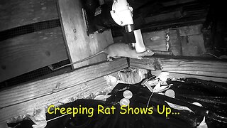 The A24 Rat Trap and the Creeping Rat & How to Safely Dispose of a Rat