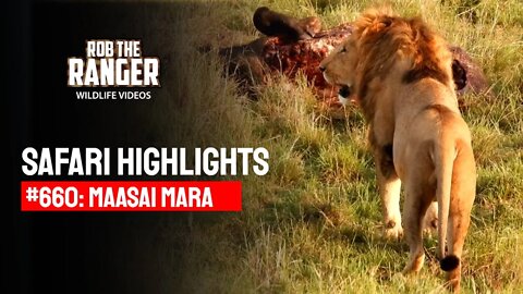 Safari Highlights #660: 24 & 25 January 2022 | Maasai Mara/Zebra Plains | Latest Wildlife Sightings