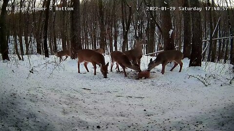 Pixcams.com Pa Feeder 2 Bottom Cam ( watch the top left to see the deer come down the hill)