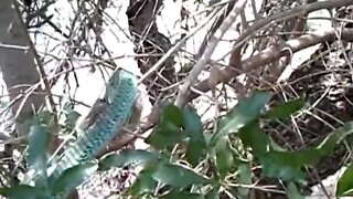 Incredible Sighting As A Boomslang Snake Has A Squirrel Meal!