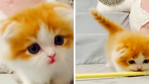 A gorgeous little kitten! This face expresses many emotions!