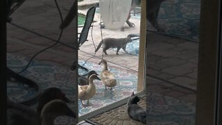 Duck-Duck-Cat #ducks #cats #kitten #cat #duck