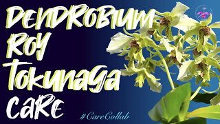 Dendrobium Roy Tokunaga Care | Dendrobium Roy Tokunaga in leca & self watering set up #CareCollab