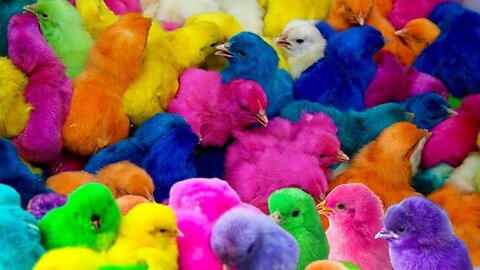 Catch Cute Ornamental Chickens, Rainbow chickens, Cute Rabbit, Hamsters, Catfish, Turtle, Pigeon