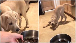 Dog terrified of food bowl