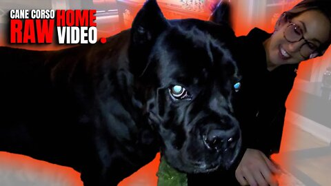 Cane Corso Rough House Play With TINY Girl RAW Video