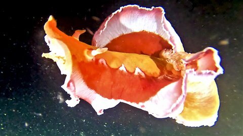 Spanish dancer slug is a breathtaking underwater sight