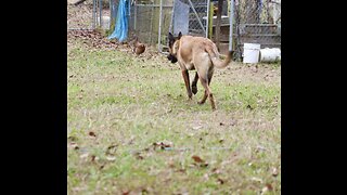 Belgian Malinois dog chasing chickens learns many lessons.