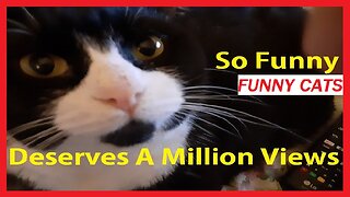 Funny Cats Compilation, Funny Cat Pictures, Cute Kittens, Funny Cat Videos, Cute Cats, Funny Kittens