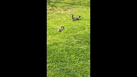 Squirrels On The Field 🐿️ #followme #follow #shorts #viral #viralvideo #squirrel #green