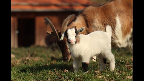 Cute little goat babies cute voice 😍