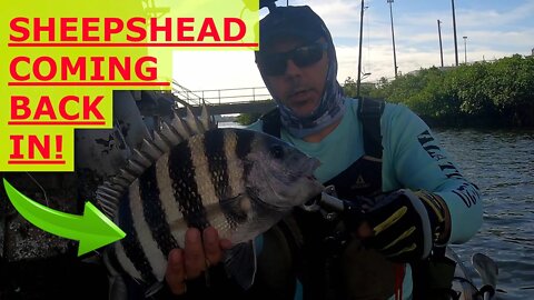 Fishing Deep Structure With JC from Rad Reeling Fishing for Sheepshead Snapper and a SURPRISE CATCH!